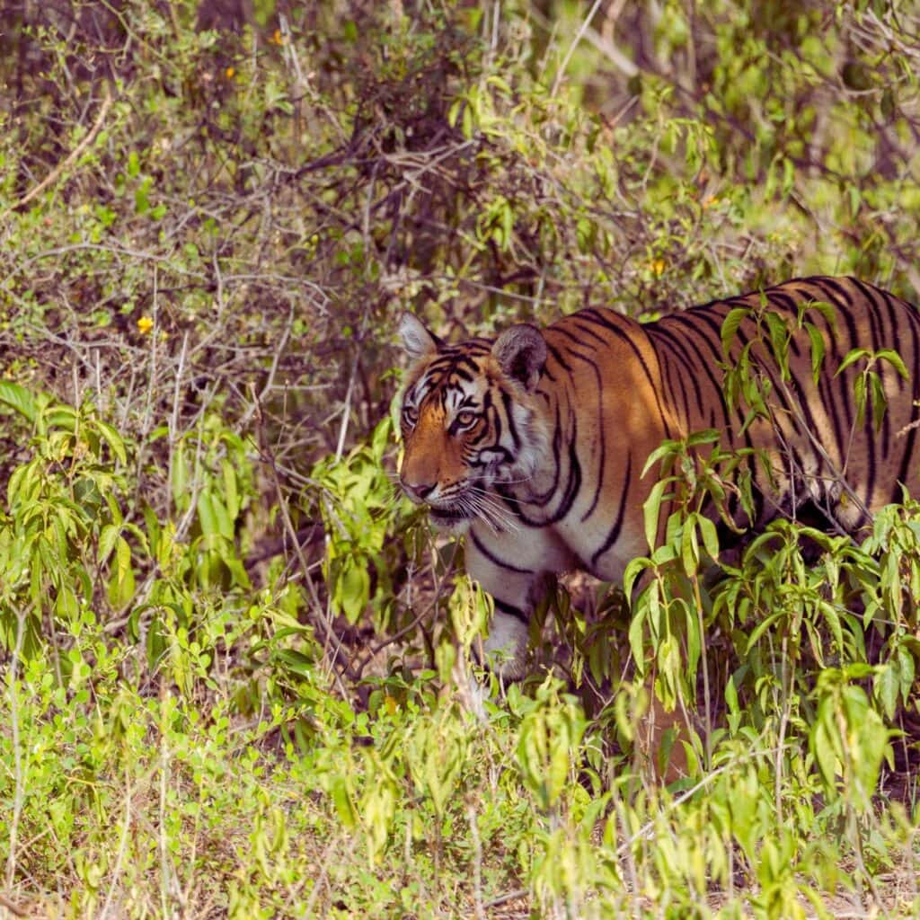 ranthambore