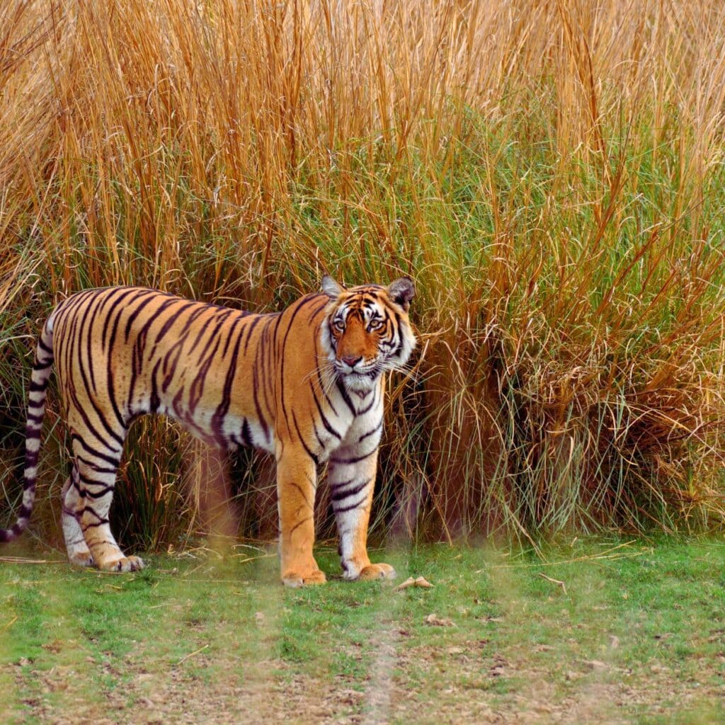 ranthambore