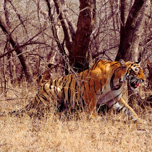 Ranthambore taxi service