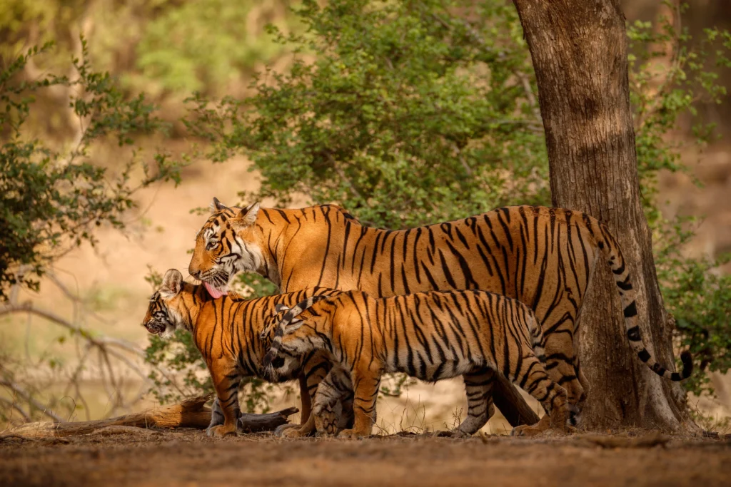 Ranthambore Safari Booking