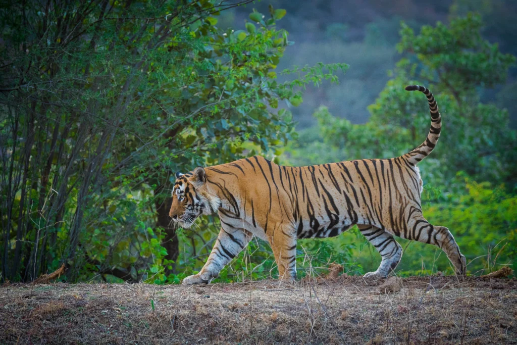 ranthambore Taxi