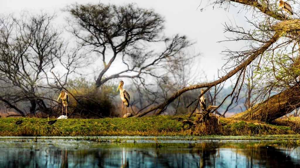 Bharatpur Bird