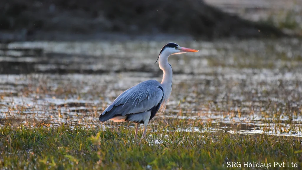 Birds of Bharatpur