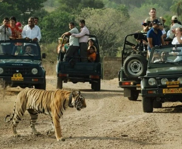 The Ranthambore Safari Car