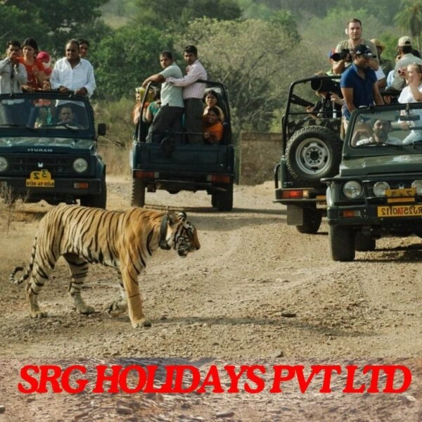 The Ranthambore Safari Car