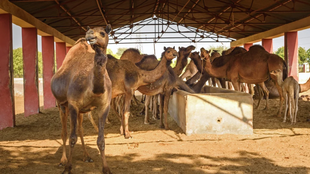 NATIONAL RESEARCH CENTRE
