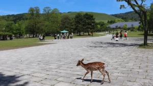 Malsi Deer Park Dehradun