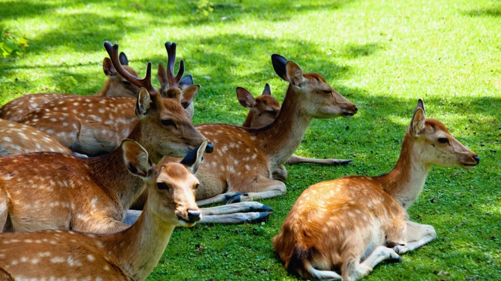 Malsi Deer Park Dehradun