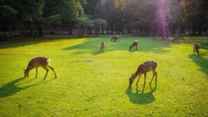 Malsi Deer Park Dehradun