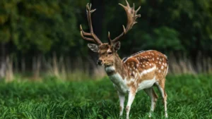 Malsi Deer Park Dehradun